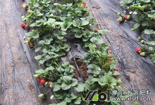 草莓长势不好滴灌施肥 草莓长势不好滴灌施肥