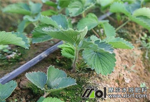 草莓滴灌施肥 草莓滴灌施肥