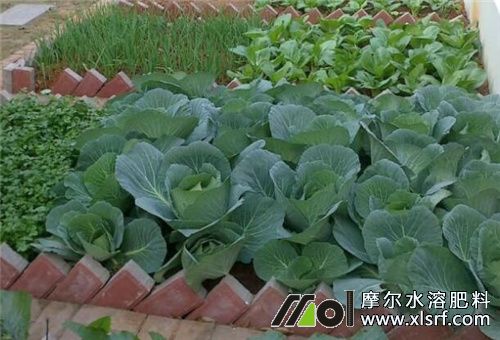 水溶肥菜地肥效 水溶肥菜地肥效