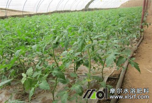 菜地追肥频次 菜地追肥频次