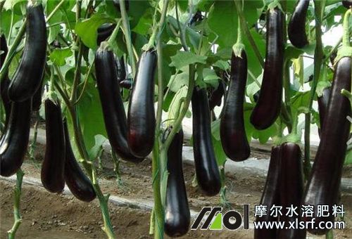 菜地追肥频次 菜地追肥频次