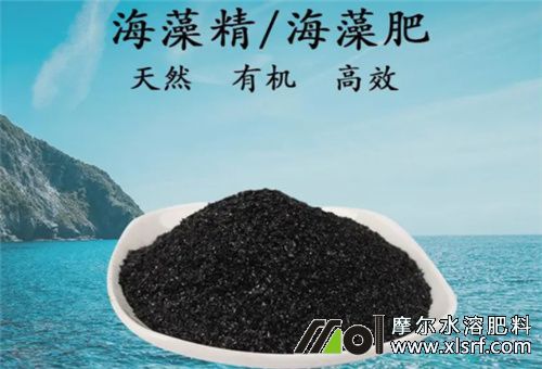 海藻水溶肥施用 海藻水溶肥施用