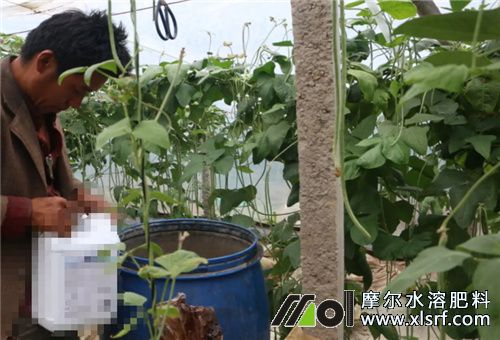 海藻和鱼蛋白水溶肥选择 海藻和鱼蛋白水溶肥选择