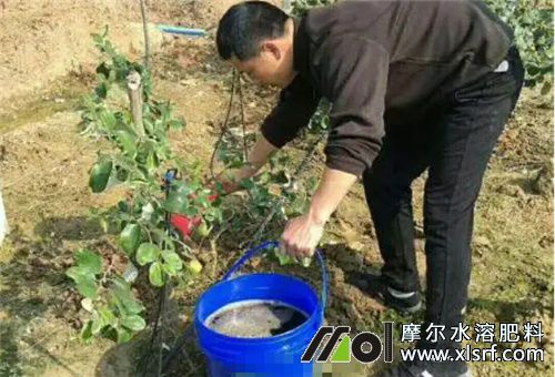 海藻和鱼蛋白水溶肥选择 海藻和鱼蛋白水溶肥选择