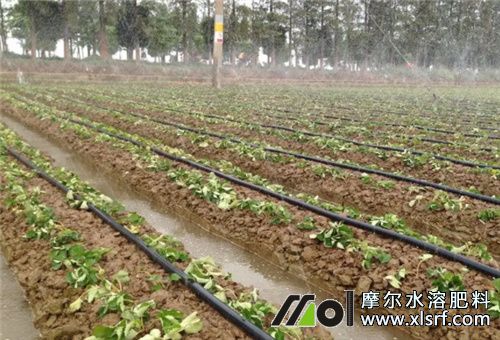 水溶肥滴灌用法 水溶肥滴灌用法