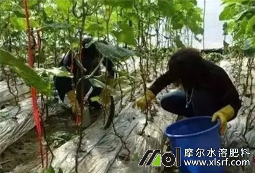 水溶肥灌根吸收时间 水溶肥灌根吸收时间
