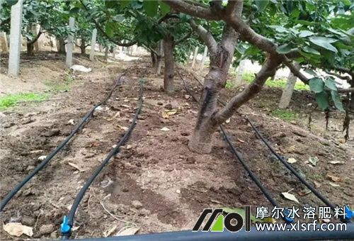 果园滴灌水溶肥 果园滴灌水溶肥