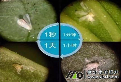 飞防助剂是否明显 飞防助剂是否明显