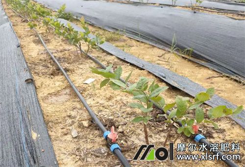 水溶肥作用有哪些 水溶肥作用有哪些